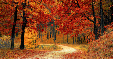 Embrace the Season: Autumn 2025 Collection at Beaubrook
