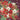 Xmas Daughter Poinsettia