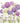 BEAUTIFUL ALLIUMS