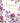 AUGUST BIRTHDAY CARD - CLEMATIS BORDER
