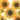 Fashion Diary Sunflowers A6 Diary 2027