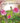 Pink roses anniversary