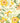 Honey Yellow Nasturtium - Open Birthday