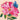 Fuchsia Peony Butterfly
