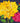Rajasthan Dahlias