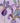 Irises