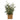 43cm Tree in Wicker Basket - Olive