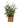43cm Tree in Wicker Basket - Olive