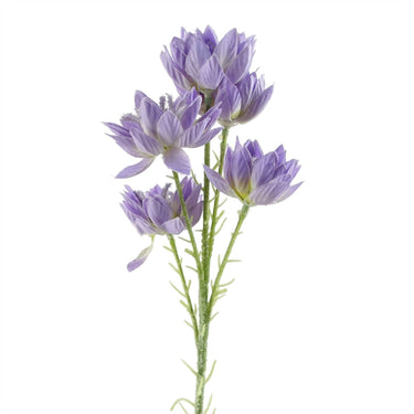 Single Artificial Flower Purple Starflower Stem - 5 Flowers 60cm
