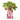 Thank You Berry Much! – Strawberry Grow Kit Gift