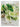 Photographic floral sympathy