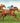 RACE HORSE