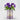 February Birth Flower - Personalised Grow Your Own Flower Gift