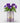 February Birth Flower - Personalised Grow Your Own Flower Gift