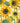 Emma Bridgewater - Sunflowers