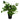 Large Artificial Foliage Plant Pot Plastic weighted pot 40cm Artificial Pothos Botanik