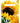 NCP10 - THANK YOU SUNFLOWER