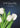 Sympathy 5483
