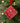 Nutcracker Soy Wax Melt Hanging Decoration