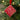 Nutcracker Soy Wax Melt Hanging Decoration