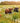 PKT R01-WILD MEADOW COWS