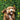 Pkt r12 cute cockerpoo