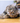 R06 Grey Tabby