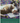 TABBY CAT ON LAPTOP