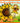 The Biggest Sunflower Ever Book