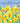 Age 101 - Daffodils