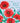 Age 102 - Poppies