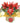 Poinsettia