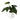 Alocasia Leaves in Cement Pot