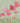 Notelets - Blank 6299