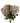 Single 75cm Extra Large Reflex Chrysanthemum - Mushroom