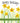 Birthday - Blank Daffodils