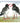 OYSTERCATCHERS COASTER