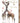 HUSBAND ANNIVERSARY - GIRAFFES