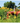 PICTURE THIS-SUNFLOWER FIELD