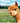 PKT R14-ALPACAON GREEN PASTURES